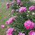 BethSheba Medez Ferrer - Facebook