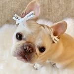 MARZIPAN 🍰 Life is better when you’re sweet🍰! - @marzipanthefrenchie - Instagram