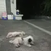 Beth Manansala - @beth.manansala - TikTok