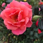 Beth Manley Poetz - @corabeth812 - Instagram