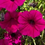 Beth Marion - Facebook