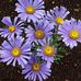 Elizabeth Mashburn - Facebook