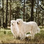 Beth Mathis - @jackdaniels_dogo - Instagram