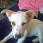 Beth Carroll-Matlock - @poodleup_1964 - Instagram