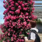 Elizabeth Matsuda Shiroma - @bethshiroma - Instagram