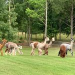 Beth Mccall Lloyd - @patina.farm - Instagram
