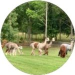 Beth Mccall Lloyd - @patinaa.farms - Instagram