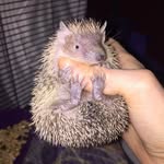 Betty Bea Getty McClanahan - @tenrectales - Instagram