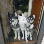 beth mccord - @wolfski3 - Instagram