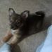 Elizabeth McCorkle - Facebook