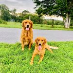 Beth Mcdaniel - @simba_and_nala_of_dc - Instagram