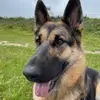 Beth McGarrity - @carditthegsd - TikTok