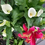Beth McKeon- Jordan - @storagediva - Instagram