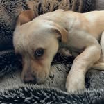 Betty Li Melcher - @bettytheblondepup - Instagram