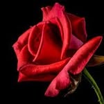 Beth Anne Messenger - @messenger9584 - Instagram