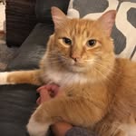 Beth Michaels - @gingerfurdragon - Instagram