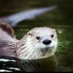 Beth Middleton - @british_wildlife - Instagram