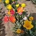 Elisabeth Minthorn - Facebook