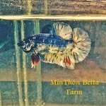 MINTHON BETTA FARM - @minthonbettafarm - Instagram