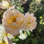 Beth Mitchell - Facebook