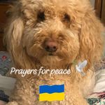Beth Mize - @imidog - Instagram