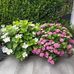 Elisabeth Molnar - Facebook