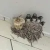 Marialuisa - @mongebeth - TikTok