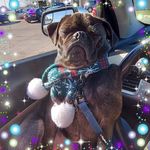 Bethany Moriarty - @peace.love.and.frankie.the.pug - Instagram