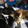 Elizabeth Moriarty - @cat_mom_31 - TikTok