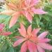 Elizabeth Mulhern - Facebook
