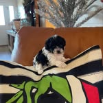 Beth Musser - @all_r_poodles - Instagram