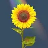 ibethnarciso539 - @ibethnarciso539 - TikTok