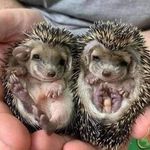 betty sue naumann - @naumannbettysue - Instagram