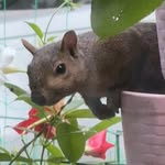 Suzanne Beth Lee Nordstrom - @asuziq - Instagram