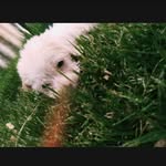 betho_manzana🐶 - @betho_manzana - Instagram