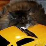 Beth Orlowski - @orlowskibeth - Instagram