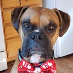 Beth Otto - @king_kane_theboxer - Instagram
