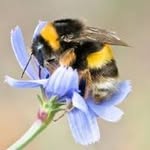 Beth Packard - @bumblebee_forest - Instagram