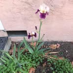 Beth Palladino - Facebook