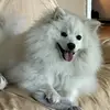 Elizabeth Palladino - @liz45386213 - TikTok