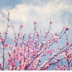 Beth Palmisano - @bpalmisano - Instagram