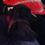Betty Palumbo - @lillianpalumbo681 - Instagram