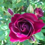 Beth Row Parsley - @bethro67 - Instagram