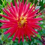 Patsy Rowe Elizebeth - @patsyroweelizebeth - Instagram