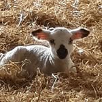Beth Pugh - @farmer_pugh_14 - Instagram