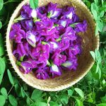 Beth Rausch Dapoer Villa - @dapoervilla - Instagram