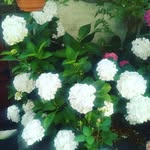 Beth Renouf - @beth_renouf - Instagram
