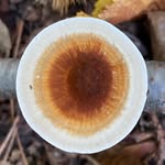 Bethnal Green Nature Reserve / Phytology - @bethnalgreen_naturereserve - Instagram