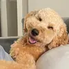 Beth Richey591 - @royalthedoodle - TikTok