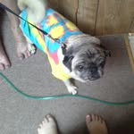 Bethany lynn Ridenour - @pug_girl_chloe - Instagram